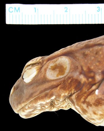 Media type: image; Herpetology A-7